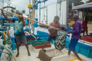 釣魚漁業外勞在漁船上捕撈魚類，展現專業的海洋工作技能。.