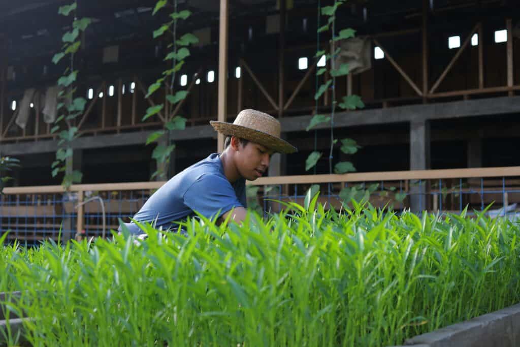 專業外勞在台灣農場採摘綠色作物.