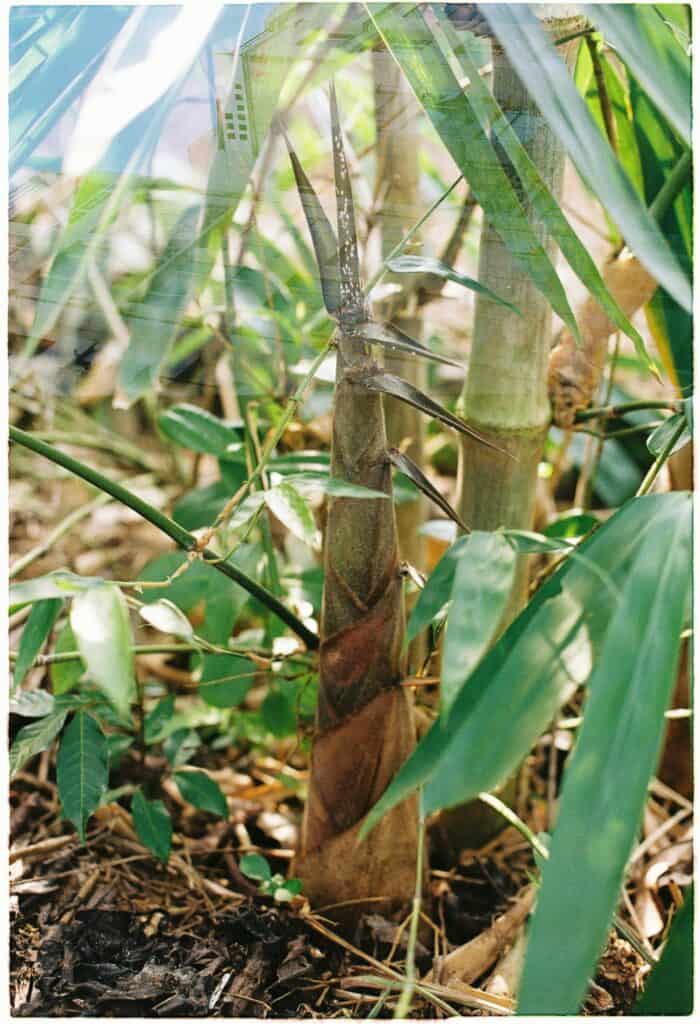 稻田裡的竹子與青草，展現台灣農業多樣性與外籍勞工的辛勤付出。.